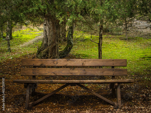 The old wooden bench in the middle of a forest