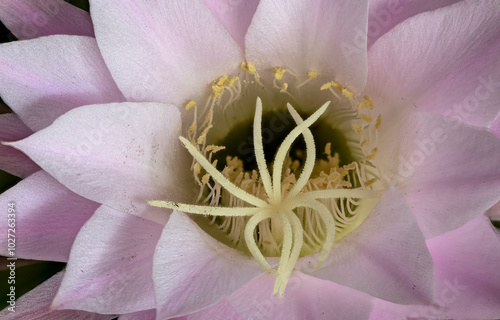 fiore detto luna di miele photo