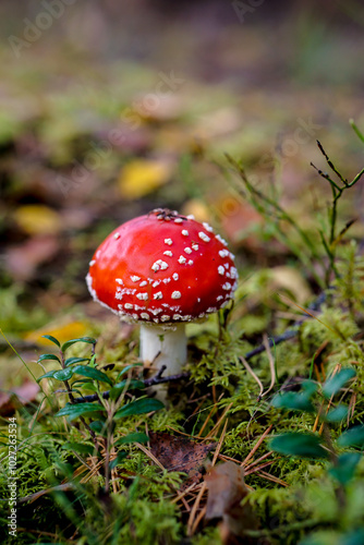 Bright red Amanita mushroom, also known as fly agaric, standing out against a lush forest floor, dotted with white specks on its cap.