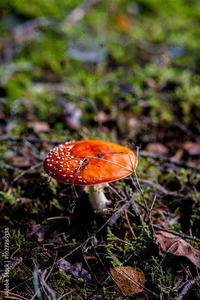 Bright red Amanita mushroom, also known as fly agaric, standing out against a lush forest floor, dotted with white specks on its cap. Bright red Amanita mushroom, also known as fly agaric, standing out against a lush forest floor, dotted with white specks on its cap.
