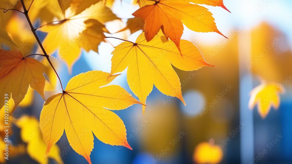 Yellow maple leaves on tree against blurred background of blue sky and autumn landscape Yellow maple leaves on tree against blurred background of blue sky and autumn landscape