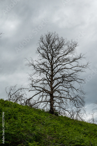 un arbre nu sur une hauteur