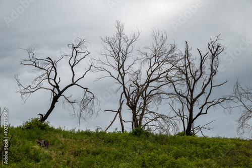 silhouettes d'arbres nus