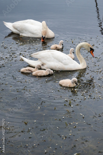 couple de cygnes et leurs petits