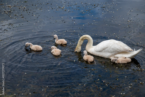 famille de cygnes