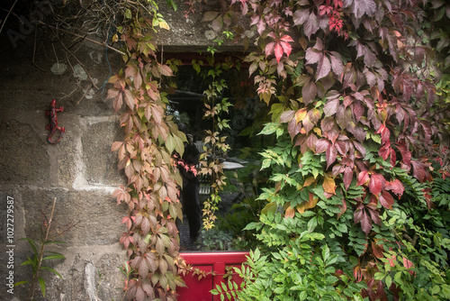 une porte fenêtre encadrée de vigne vierge