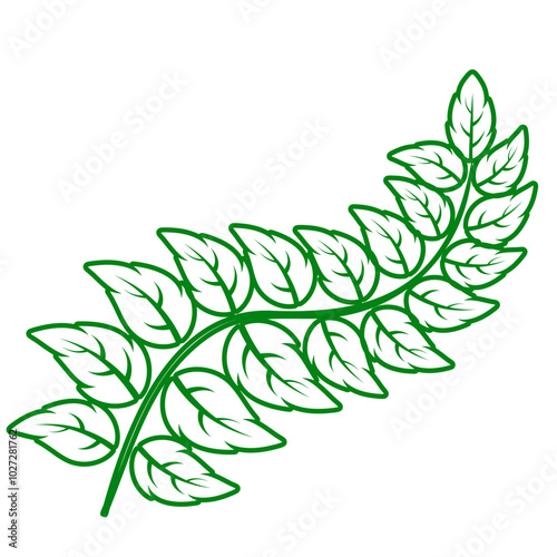 contour collection different green leaves of tree, plants, leaf and swirls branches. Stock vector icon, isolated white background. Element for ecographic, natural design, vegan logo, bio labels photo