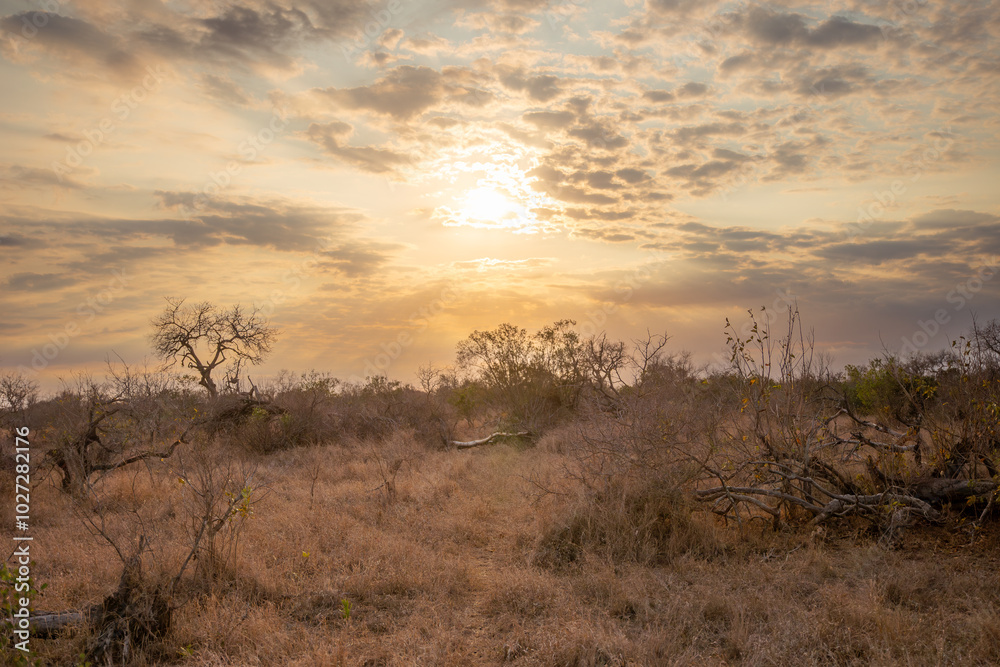 Obraz premium tree in the savannah, South Africa