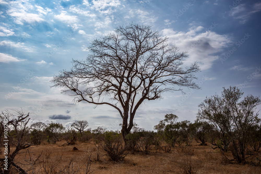 tree in the savannah, South Africa tree in the savannah, South Africa