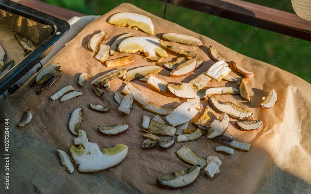 Drying mushrooms. Thinly sliced mushrooms spread on parchment paper and an oven tray dry in the sun on the balcony. Autumn vibes