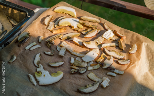 Obraz na płótnie Drying mushrooms. Thinly sliced mushrooms spread on parchment paper and an oven tray dry in the sun on the balcony. Autumn vibes w salonie