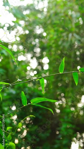 Bamboo leaves on a beautiful green blurred background  photo