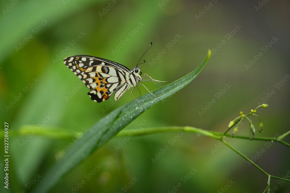 Beautiful colored butterfly on green fern leaf, Mahe, Seychelles Beautiful colored butterfly on green fern leaf, Mahe, Seychelles