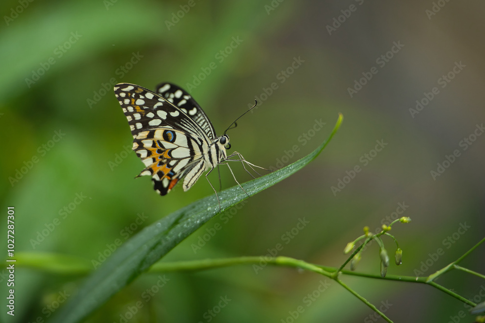 Beautiful coloured butterfly on green fern leaf, Mahe, Seychelles Beautiful coloured butterfly on green fern leaf, Mahe, Seychelles
