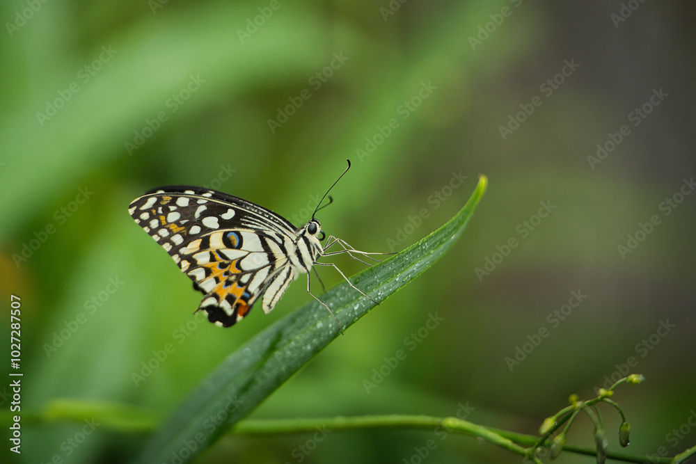 Beautiful coloured butterfly on green fern leaf, Mahe, Seychelles Beautiful coloured butterfly on green fern leaf, Mahe, Seychelles