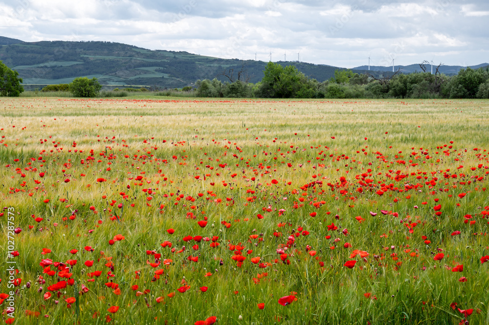 Field of Red Poppies 2