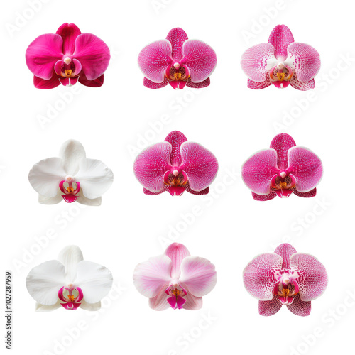 Vibrant Collection of Flowering Orchid Plant Elements in Various Colors and Styles for Nature Enthusiasts