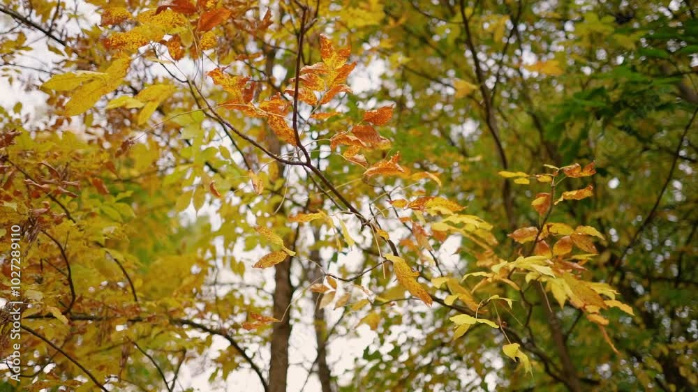 Autumn forest with yellow leaves and trees. Outdoor park atmosphere with fresh air and wild nature. Orange leaves falling from the ground Autumn forest with yellow leaves and trees. Outdoor park atmosphere with fresh air and wild nature. Orange leaves falling from the ground