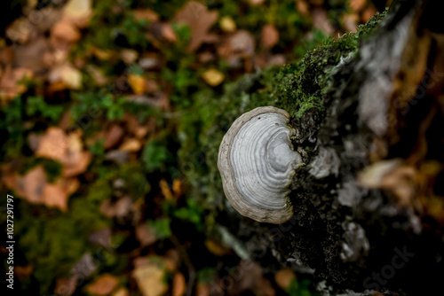 A bracket fungus grows on the side of a weathered tree stump, its concentric layers blending with the rugged bark in a quiet forest setting. photo