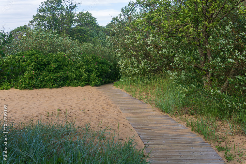 wooden boardwalk on coastal nature trail among sand dunes wooden boardwalk on coastal nature trail among sand dunes