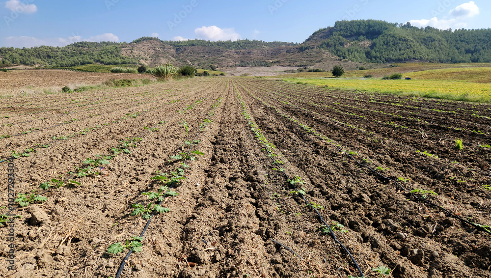 Zucchini seedling grown as a second crop in a field as a green and agricultural background Zucchini seedling grown as a second crop in a field as a green and agricultural background