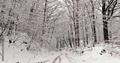 Frozen forest after a snow blizzard covered with snow.