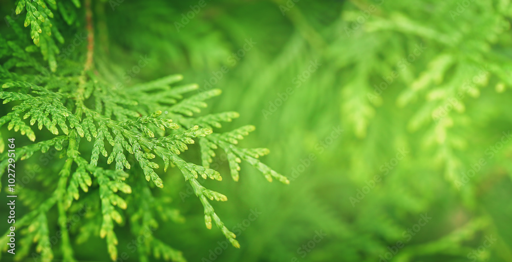 Green leaves of thuja in the background, copy space Green leaves of thuja in the background, copy space