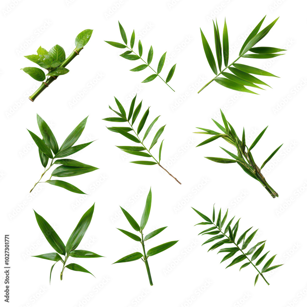 Top View of a Vibrant Collection of Bamboo Leaves in Natural Green Tones Top View of a Vibrant Collection of Bamboo Leaves in Natural Green Tones