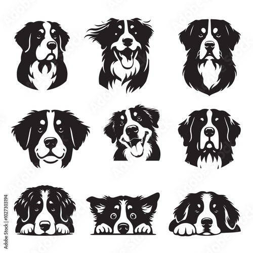 Collection of Bernese Mountain Dog Face vector illustration - Bernese Mountain Dog Logo Design 

