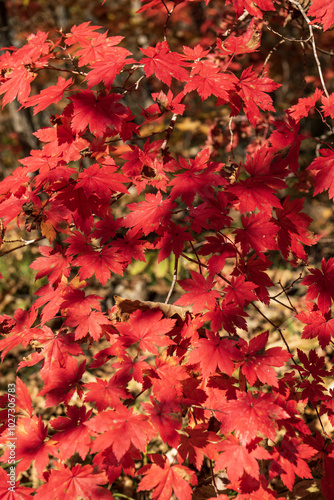 Red maple leaves in the autumn forest
