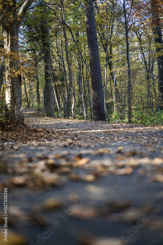 Autumn road in the forest with fallen leaves 