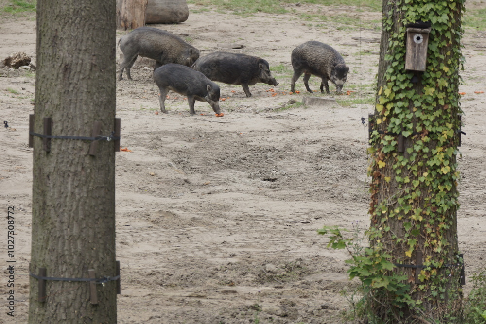 Świnia wisajska. Zoo Łódź. Orientarium.