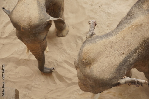 Obraz na płótnie Słoń. Zoo w Łodzi. w salonie