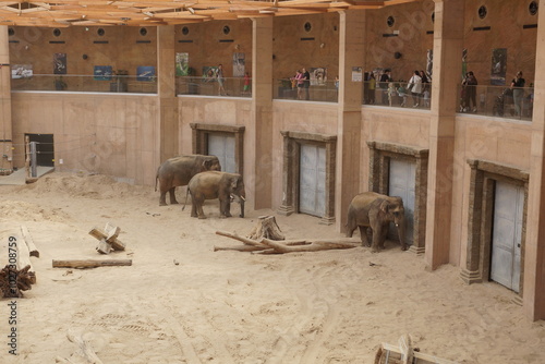 Obraz na płótnie Słoń indyjski. Zoo Łódź. Orientarium. w salonie