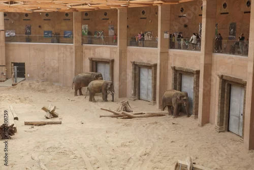 Fototapeta samoprzylepna Słoń indyjski. Zoo Łódź. Orientarium.