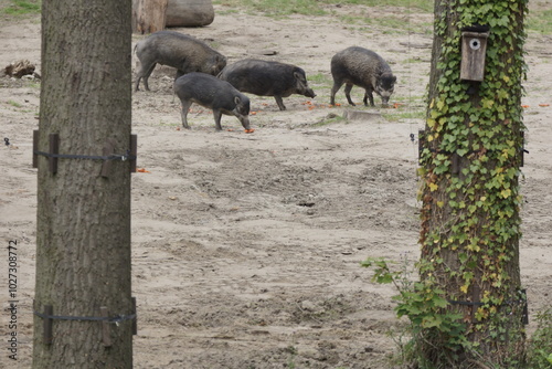 Obraz na płótnie Świnia wisajska. Zoo Łódź. Orientarium. w salonie