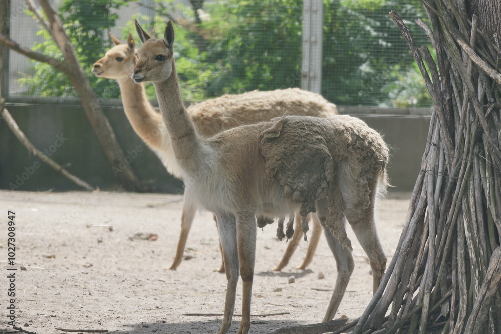 Wikuna andyjska. Zoo Łódź. Orientarium.