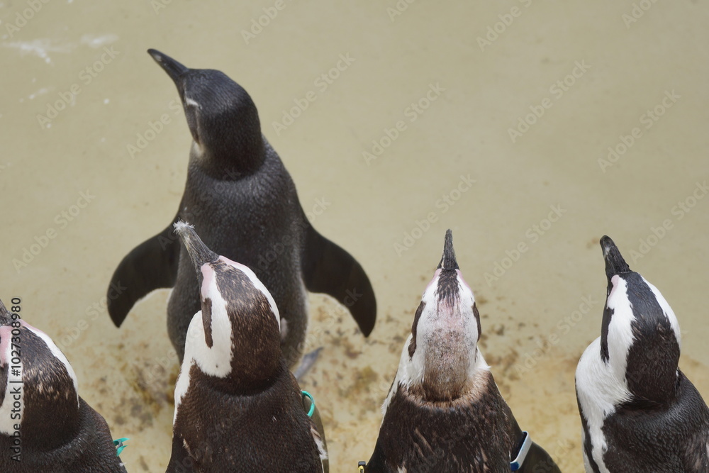 Pingwin przylądkowy. Zoo Łódź. Orientarium.