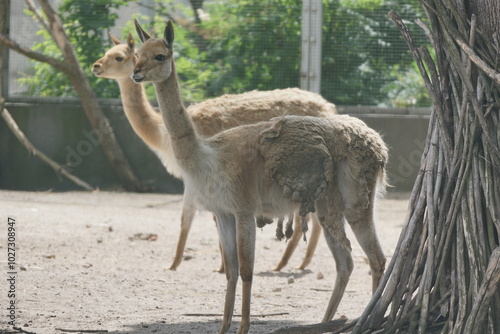 Obraz na płótnie Wikuna andyjska. Zoo Łódź. Orientarium. w salonie