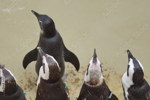 Obraz na płótnie Pingwin przylądkowy. Zoo Łódź. Orientarium. w salonie