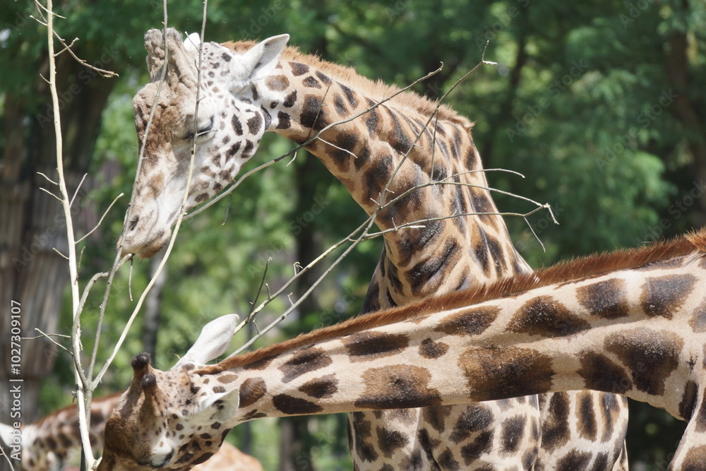 Żyrafa. Zoo w Łodzi.