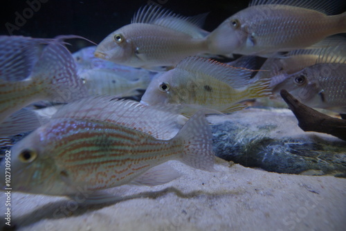 Obraz na płótnie Ryby. Pielęgnice. Zoo w Łodzi. w salonie