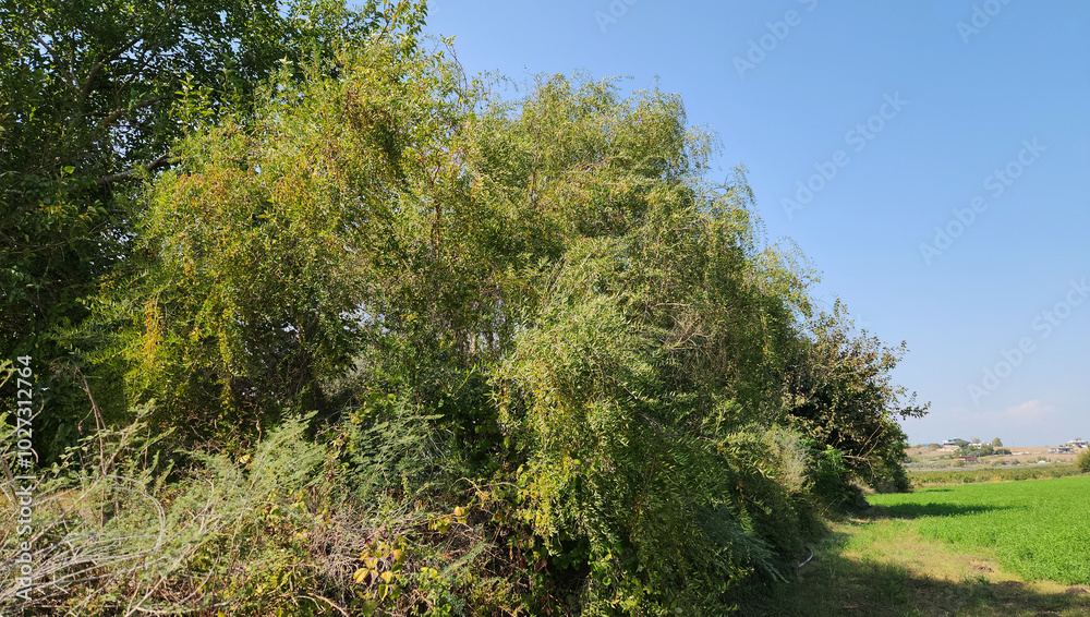 A Cilician privet or Syrian privet (Fontanesia phillyreoides) by the side of stream and vegetable garden in the Esatern Mediterranean region in Turkey A Cilician privet or Syrian privet (Fontanesia phillyreoides) by the side of stream and vegetable garden in the Esatern Mediterranean region in Turkey