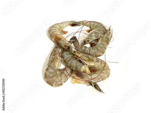 Group of fresh and raw Vannamei or Whiteleg shrimp or King Prawn with the shell isolated on white background