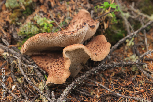 Wild sarcodon imbricatus,edible mushroom in forest of China photo