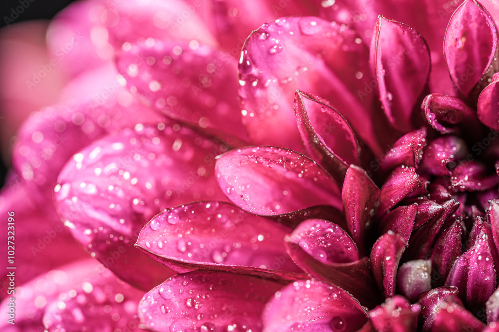 Dahlia flower macro water droplet shot; Shallow depth of field. Dahlia flower macro water droplet shot; Shallow depth of field.