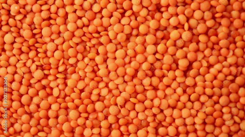 Orange lentils, top view. Slow rotation Orange lentils, top view. Slow rotation