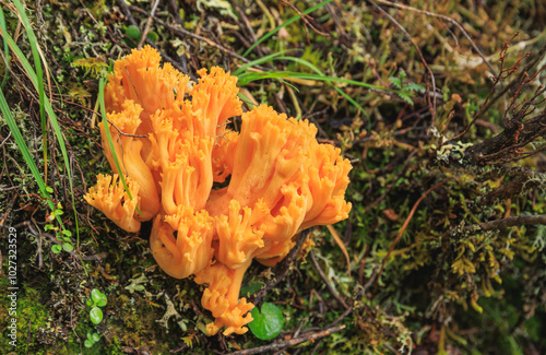 Wild clavariaceae mushroom edible in forest of China