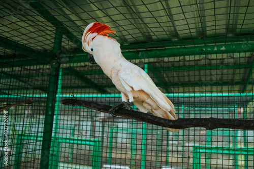 A Cockatoo With A Red HeadOn A Branch"Cacatua moluccensis"
