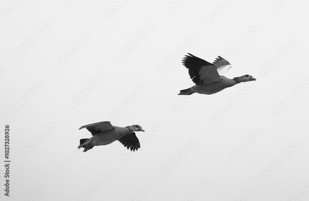 Obraz premium goose in flight